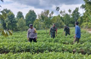 Tingkatkan Ketahanan Pangan, Babinsa Koramil 02/Sukakarya Sukakarya Bantu Petani Kacang Tanah Kembangkan Produktivitas