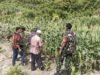 Dukung Ekonomi Warga, Babinsa Turun ke Lahan Jagung di Gampong Beurawang