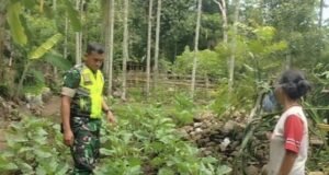 Babinsa 02/Sukakarya Dampingi Petani Sayuran untuk Dukung Ketahanan Pangan Desa