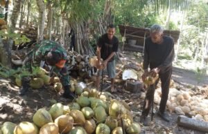 Tingkatkan Komunikasi di Wilayah, Babinsa Keuneukai Dampingi Warga Saat Panen Kelapa