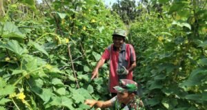 Serka Insarlin Dampingi Petani Timun, Koramil 02/Sukakarya Terus Dorong Swasembada Pangan