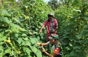 Serka Insarlin Dampingi Petani Timun, Koramil 02/Sukakarya Terus Dorong Swasembada Pangan