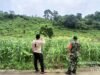 Babinsa Koramil 02/Sukakarya Dampingi Petani Pantau Perkembangan Padi Gogo dan Jagung di Gampong Batee Shoek