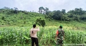 Babinsa Koramil 02/Sukakarya Dampingi Petani Pantau Perkembangan Padi Gogo dan Jagung di Gampong Batee Shoek