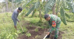 Optimalkan Lahan Sempit, Babinsa Koramil 01/Sukajaya Ajak Warga Kembangkan Palawija