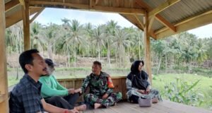 Babinsa Keuneukai Tinjau Perkebunan Jagung Warga, Perkuat Silaturahmi dan Pemantauan Wilayah