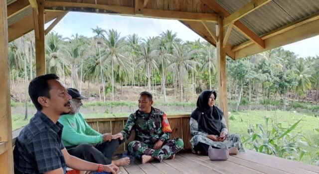 Babinsa Keuneukai Tinjau Perkebunan Jagung Warga, Perkuat Silaturahmi dan Pemantauan Wilayah