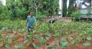 Babinsa Aneuk Laot Dampingi Petani Rawat Tanaman Terong untuk Tingkatkan Hasil Panen