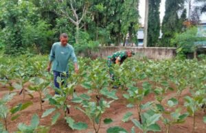 Babinsa Aneuk Laot Dampingi Petani Rawat Tanaman Terong untuk Tingkatkan Hasil Panen