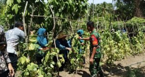 Babinsa Jaboi Dampingi Ibu-Ibu PKK Wujudkan Ketahanan Pangan di Pekarangan Rumah