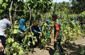 Babinsa Jaboi Dampingi Ibu-Ibu PKK Wujudkan Ketahanan Pangan di Pekarangan Rumah