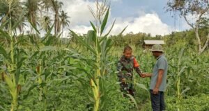 TNI Dukung Ketahanan Pangan, Babinsa Koramil 01/Sukajaya Dampingi Petani Gampong Keuneukai