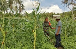 TNI Dukung Ketahanan Pangan, Babinsa Koramil 01/Sukajaya Dampingi Petani Gampong Keuneukai