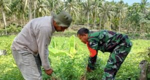 Panen Kacang Tanah di Keuneukai, Babinsa Koramil 01/Sukajaya Terus Dorong Pemanfaatan Lahan Produktif