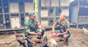 Sambangi Peternak Ayam Kampung, Babinsa Koramil 02/Sukakarya Perkuat Ketahanan Pangan Hewani Di Wilayah Binaan