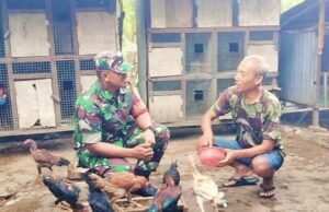 Sambangi Peternak Ayam Kampung, Babinsa Koramil 02/Sukakarya Perkuat Ketahanan Pangan Hewani Di Wilayah Binaan