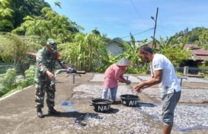 Pemanfaatan Potensi Perikanan, Babinsa Kuta Timu Dampingi Warga Jemur Ikan Asin
