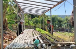 Babinsa Koramil 02/Sukakarya Dampingi Petani Muda Kembangkan Budidaya Selada Hidroponik di Aneuk Laot