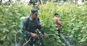 Dukung Produktivitas Pertanian, Babinsa Krueng Raya Dampingi Petani Semprot Hama