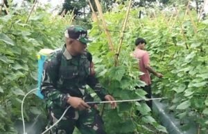 Dukung Produktivitas Pertanian, Babinsa Krueng Raya Dampingi Petani Semprot Hama