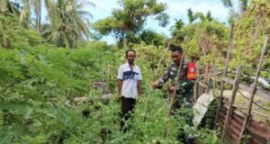 Babinsa Koramil 02/Sukakarya Dorong Pemanfaatan Lahan untuk Ketahanan Pangan Warga di Gampong Kuta Barat