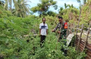 Babinsa Koramil 02/Sukakarya Dorong Pemanfaatan Lahan untuk Ketahanan Pangan Warga di Gampong Kuta Barat