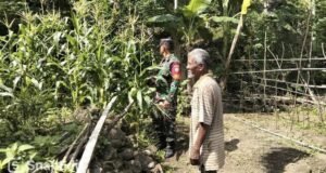 Dukung Swasembada Pangan, Babinsa Intensif Pantau Perkembangan Tanaman Jagung