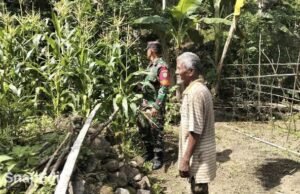 Dukung Swasembada Pangan, Babinsa Intensif Pantau Perkembangan Tanaman Jagung