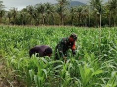 Optimalisasi Lahan Pertanian, Babinsa 02/Sukakarya Dampingi Kelompok Tani Alue Jaya Gampong Batee Shoek