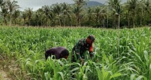 Optimalisasi Lahan Pertanian, Babinsa 02/Sukakarya Dampingi Kelompok Tani Alue Jaya Gampong Batee Shoek