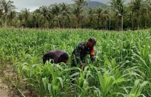 Optimalisasi Lahan Pertanian, Babinsa 02/Sukakarya Dampingi Kelompok Tani Alue Jaya Gampong Batee Shoek