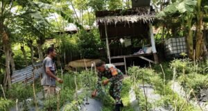 Babinsa Hadir di Tengah Warga, Rawat Kebun Cabai Wujudkan Ketahanan Pangan Wilayah