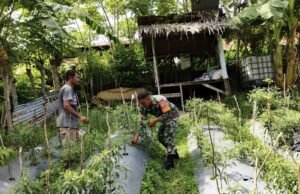 Babinsa Hadir di Tengah Warga, Rawat Kebun Cabai Wujudkan Ketahanan Pangan Wilayah