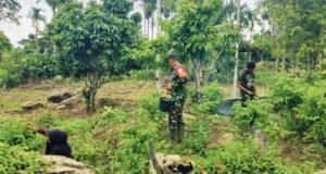 Perkuat Ketahanan Pangan, Babinsa Gampong Krueng Raya Dampingi Warga Panen Cabai