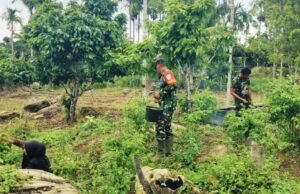 Perkuat Ketahanan Pangan, Babinsa Gampong Krueng Raya Dampingi Warga Panen Cabai