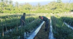 Dukung Program Ketahanan Pangan, Babinsa Gampong Cot Ba’U Aktif Dampingi Petani di Wilayah Binaan