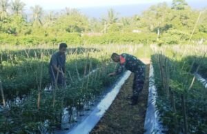Dukung Program Ketahanan Pangan, Babinsa Gampong Cot Ba’U Aktif Dampingi Petani di Wilayah Binaan