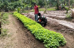 Babinsa Beurawang Dampingi Ketahanan Pangan, Dorong Hasil Pertanian Optimal