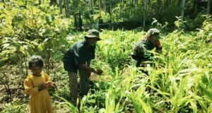 Dukung Swasembada Pangan, Babinsa Sukakarya Terjun Langsung Dampingi Petani Jagung