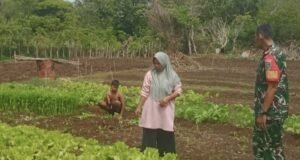 Langkah Nyata Babinsa di Cot Ba’U, Dampingi Petani Demi Ketahanan Pangan