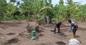 Babinsa Keuneukai Dampingi Warga Rawat Tanaman Muda, Dukung Ketahanan Pangan