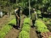 Peduli Petani, Babinsa Krueng Raya Turun Langsung Dampingi Penyemprotan Kangkung