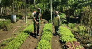 Peduli Petani, Babinsa Krueng Raya Turun Langsung Dampingi Penyemprotan Kangkung