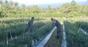 Babinsa Dampingi Petani Cabai di Cot Ba’U, Dorong Ketahanan Pangan Wilayah