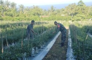 Babinsa Dampingi Petani Cabai di Cot Ba’U, Dorong Ketahanan Pangan Wilayah