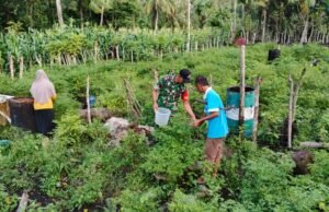 Dukung Ketahanan Pangan, Babinsa Koramil 01/Sukajaya Dampingi Panen Cabai Warga Jaboi