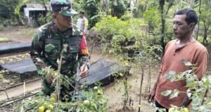 Babinsa Krueng Raya Dampingi Petani Sayur, Dukung Ketahanan Pangan Wilayah
