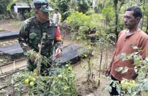 Babinsa Krueng Raya Dampingi Petani Sayur, Dukung Ketahanan Pangan Wilayah