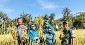 Babinsa Sukajaya Hadiri Panen Simbolis Padi Gogo Bersama PKK Kota Sabang