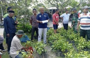 Babinsa Aneuk Laot Dampingi Penyaluran Bibit Cengkeh, Dorong Kemajuan Perkebunan Warga